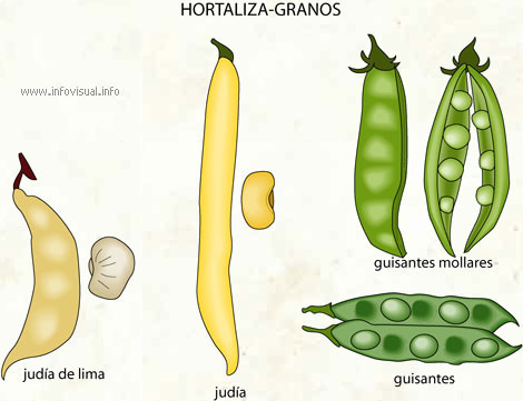 Hortaliza-granos (Diccionario visual)
